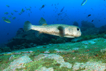 Porcupinefish