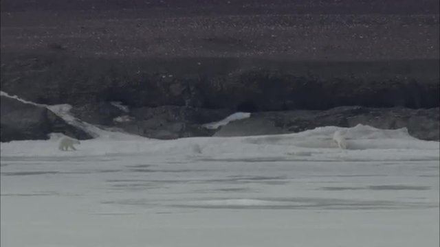Polar Bears Near Coastline