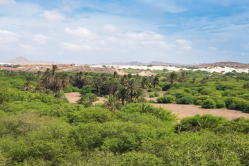 Fototapeta na wymiar Oasis near Viana desert, Boavista - Cape Verde