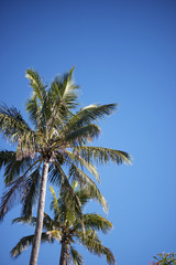 Obraz na płótnie Canvas Palm tree on the beach during bright day