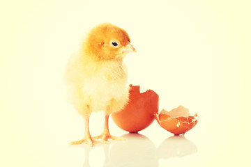 Small yellow chick with egg.