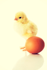 Small yellow chick with egg.