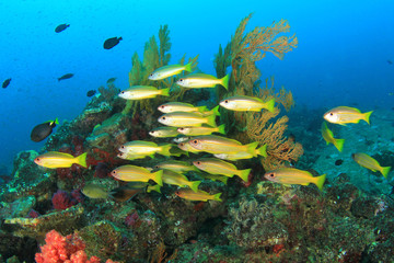 Snapper Fish School and coral reef