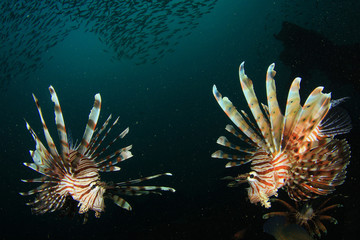 Fototapeta na wymiar Two Lionfish