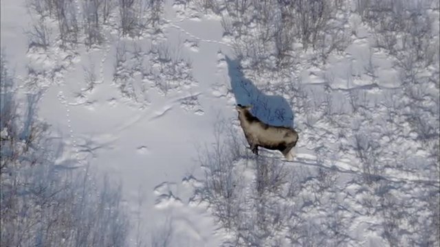 Frozen Tundra Elk