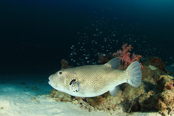 Starry Pufferfish