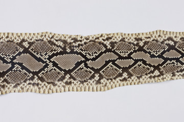 Fototapeta premium ヘビ皮