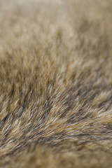 グレイフォックスの毛皮