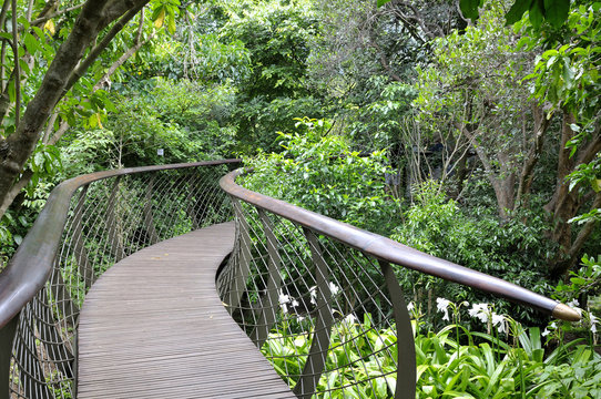 Kirstenbosch Tree Canopy Walkway, The Boomslang