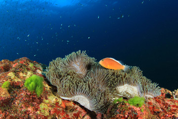 Skunk clownfish (Nemo) in anemone