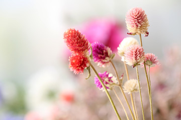 Beautiful dried flowers on bright background