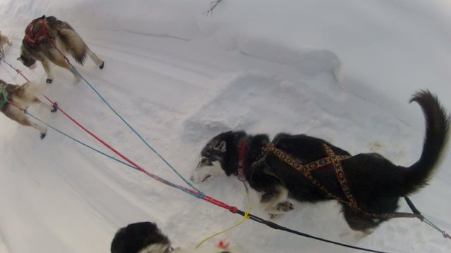Snow Dog Sled Mushing Break