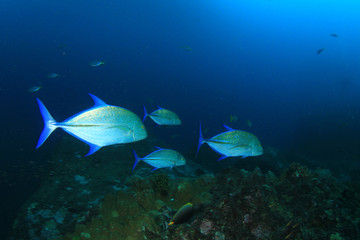 Fototapeta na wymiar Trevally fish hunting over coral reef