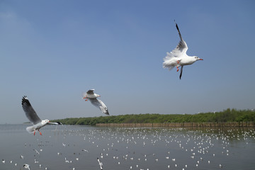 Seagull flying under the sky