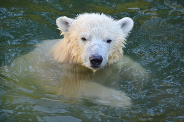 Fototapeta premium Белый медведь в воде.