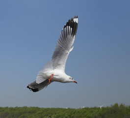Seagull flying under the sky