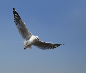 Seagull flying under the sky
