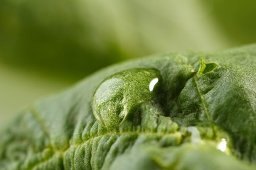 Dew drop on leaf on blurred background