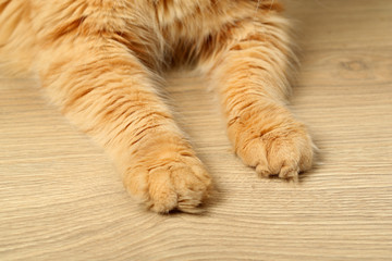 Fototapeta premium Paws of red cat on wooden floor background