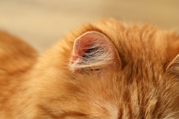 Ear of red cat on wooden floor background