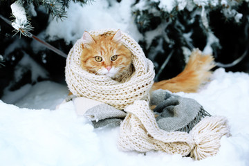 Red cat wrapped with scarf