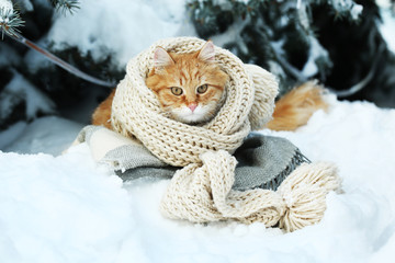 Red cat wrapped with scarf