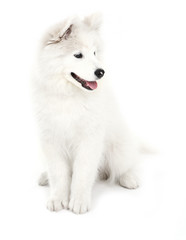 Obraz premium Friendly Samoyed dog isolated on white