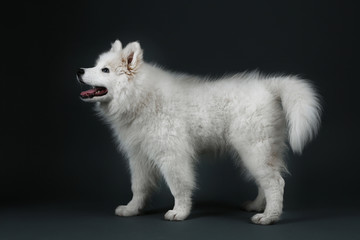 Fototapeta premium Lovable Samoyed dog on dark background