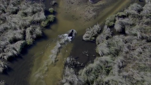 Hippo River