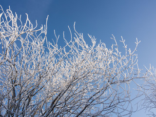 winter branches