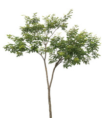 isolated tree