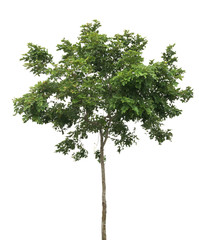 Obraz premium isolated tree