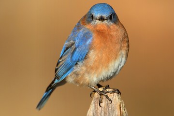 Male Eastern Bluebird