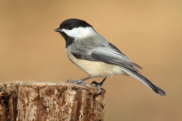 Bird On A Stump In Winter
