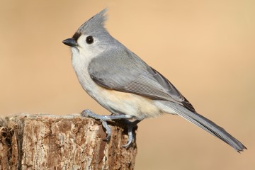 Titmouse On A Stump