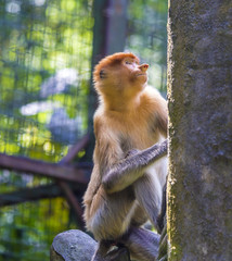 Proboscis monkey in the zoo of Kota Kinabalu, Malaysia.