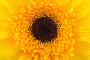 Macro photo of yellow gerbera flower