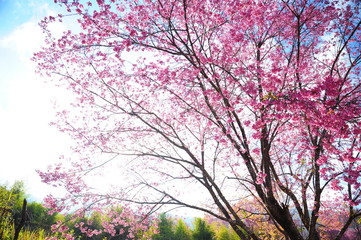 Fototapeta premium Superb Pink Cherry Blossoms