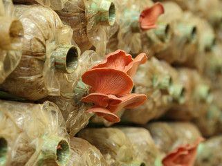 Pink oyster mushroom (Pleurotus djamor) on spawn bags