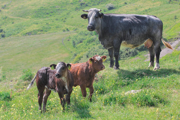 Mucca con vitelli