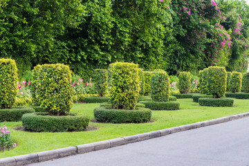 Gardening and Landscaping With Decorative Trees
