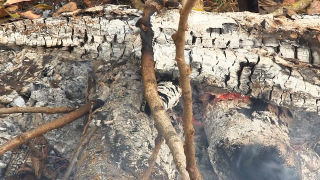 Closeup loop of burning ember and flames of a campfire.