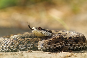 beautiful venomous european snake