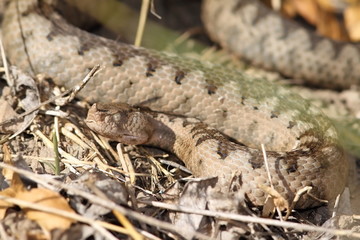 camouflage of a large ammodytes female