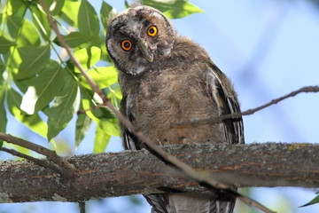 funny young owl looking at camera
