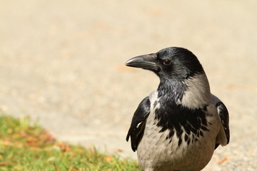 hooded crow on a park alley
