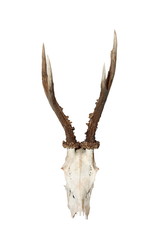 isolated roebuck hunting trophy