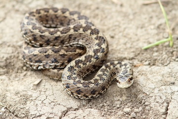 orsini adder on the ground