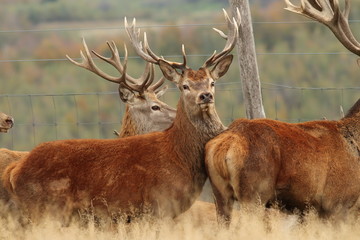red deers herd