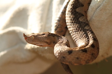 sand viper in leather glove